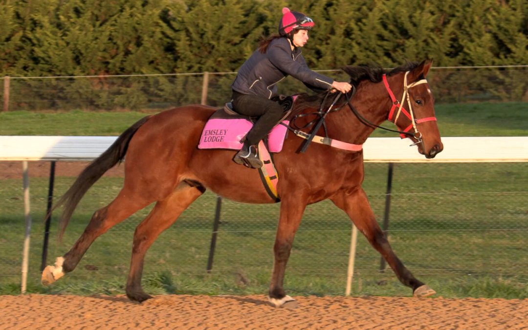 Alabama Express X Eisenach Gelding