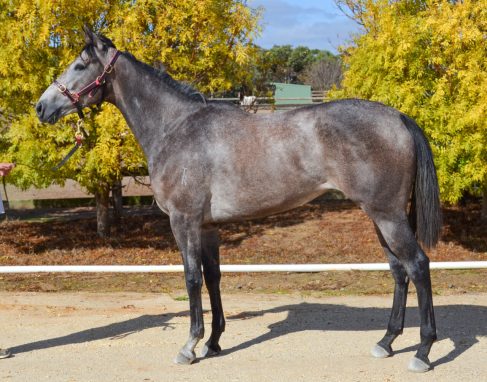 Reliable Man - Kiri Filly