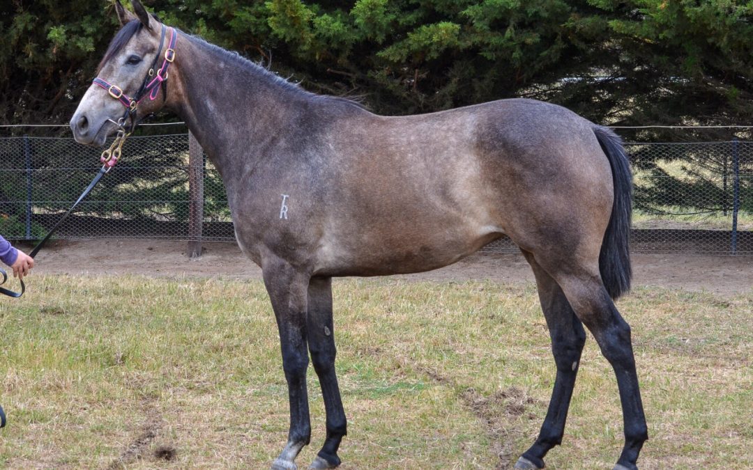 Reliable Man – Kiri Filly