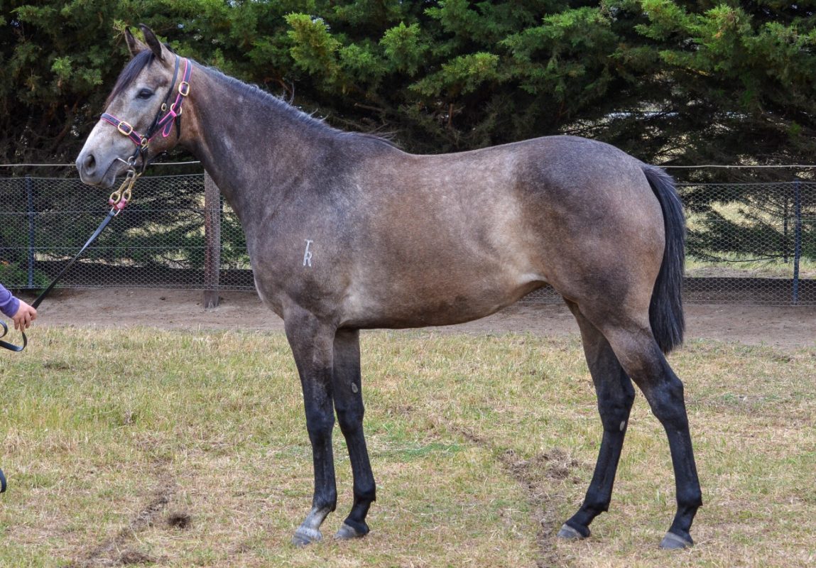 Reliable Man – Kiri Filly