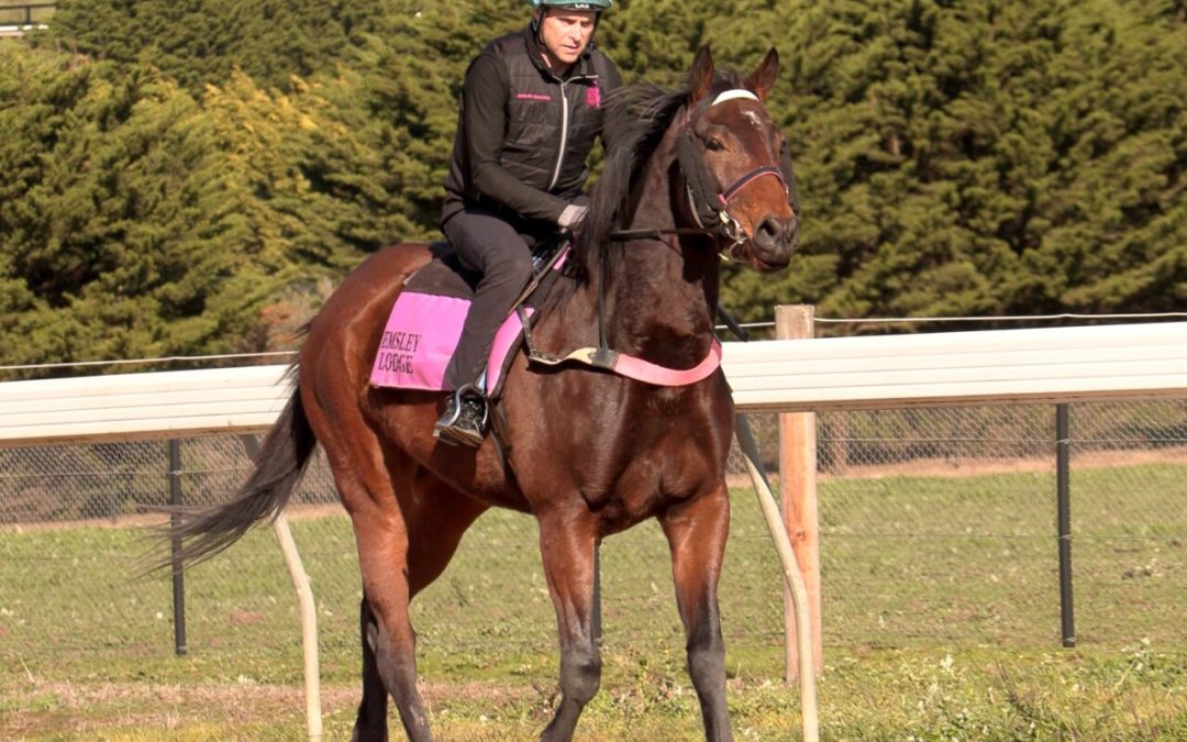 Per Incanto – Senatorial Filly