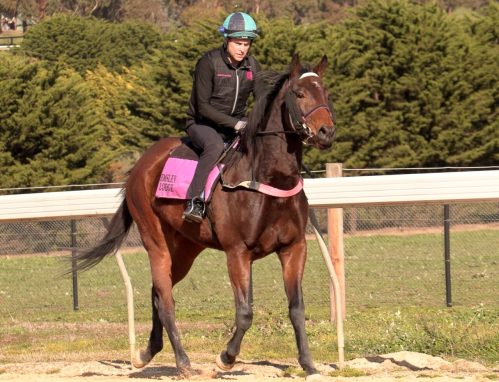 Per Incanto - Senatorial Filly