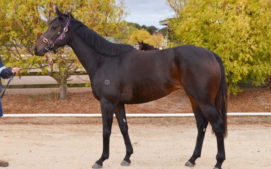 Adelaide – Abstain Filly