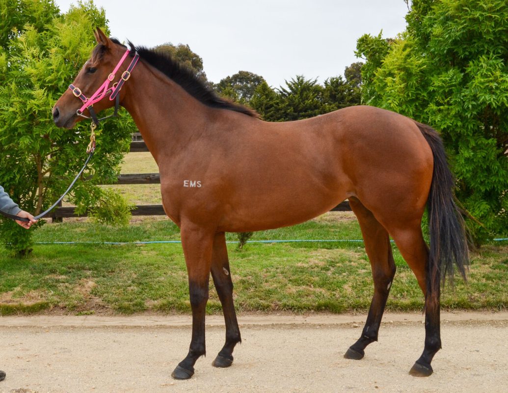 Rubick – Fortune Rose Filly