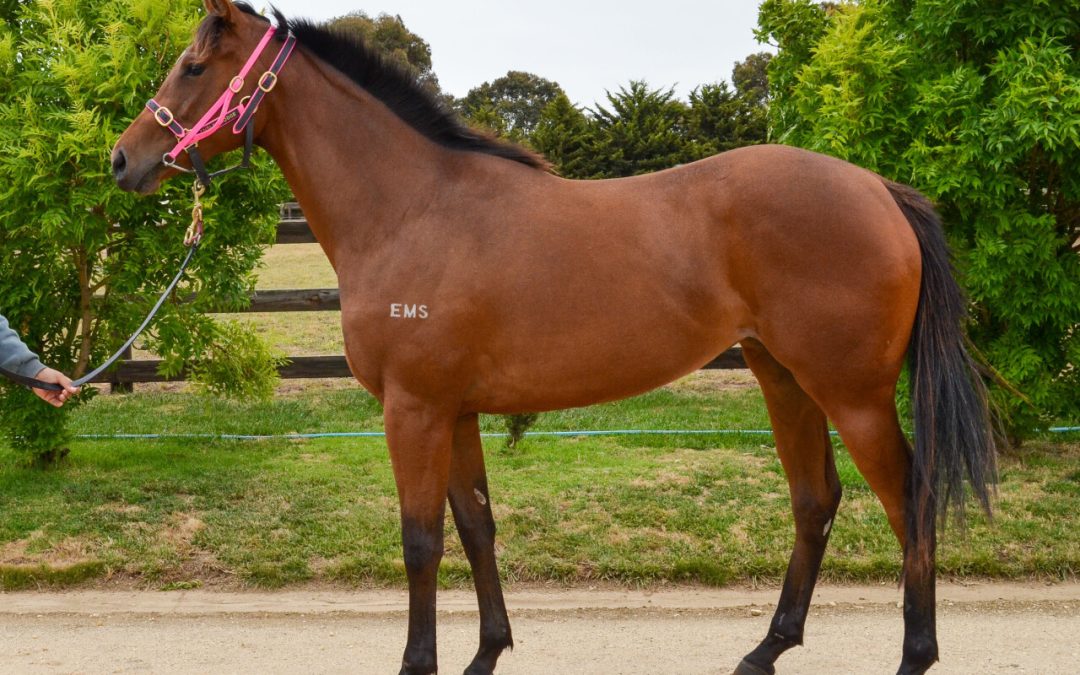 Rubick – Fortune Rose Filly