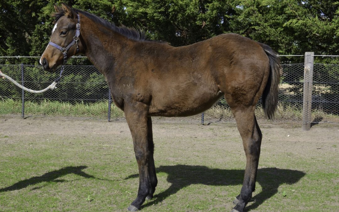 Rubick – Fortune Rose Filly