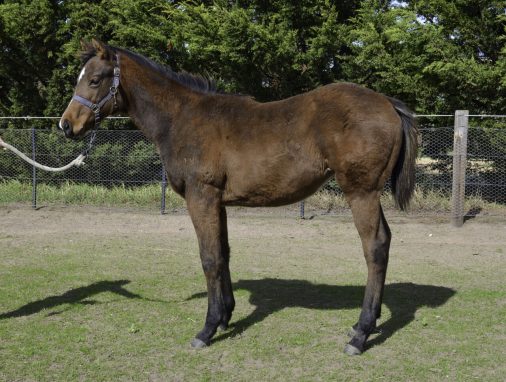 Rubick - Fortune Rose Filly