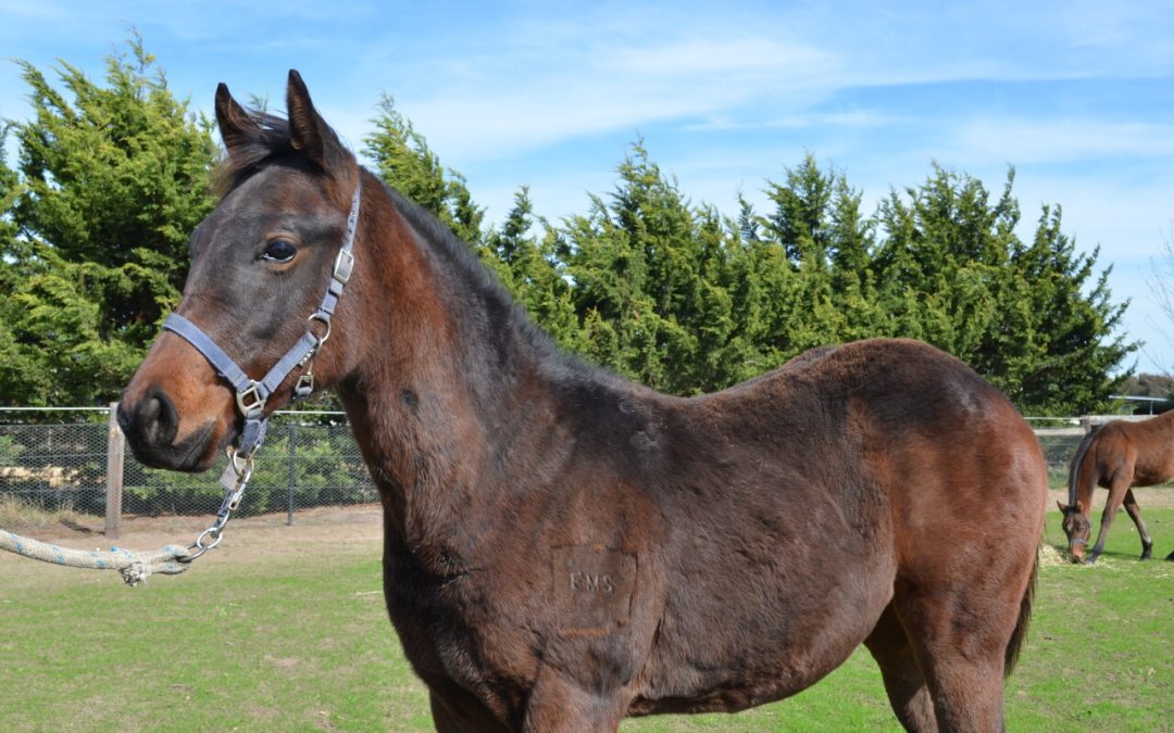 Harry Angel – Labdien Filly