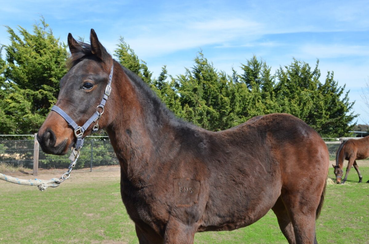 Harry Angel – Labdien Filly