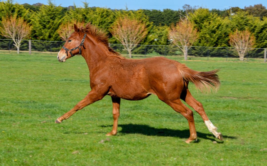 Starcraft X Midnight Charge Filly