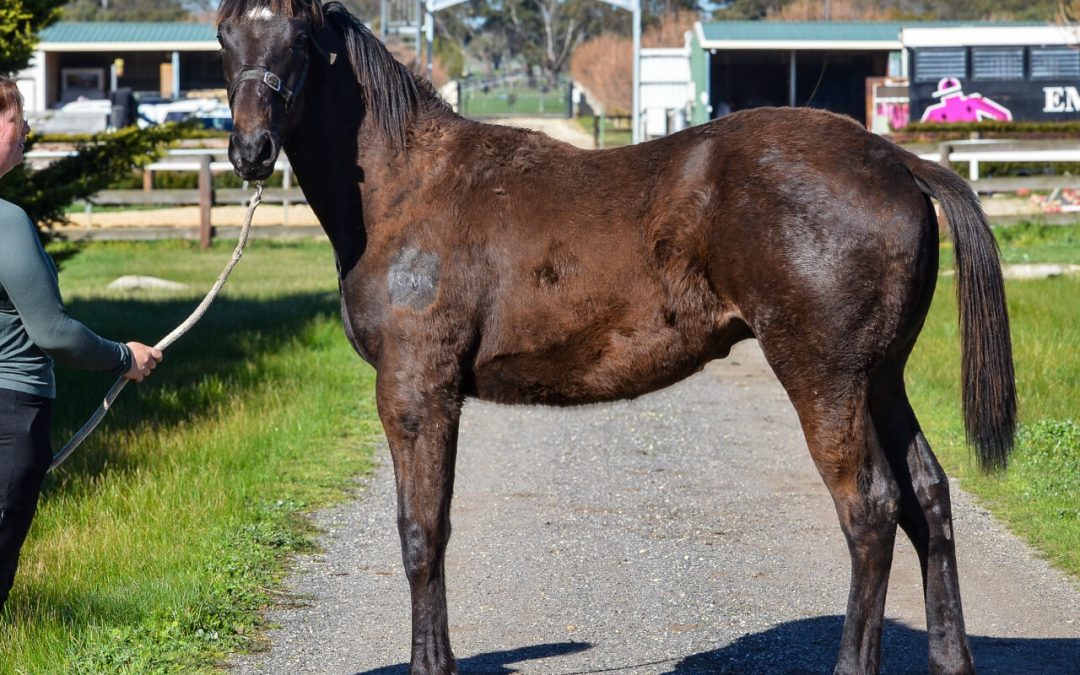 Wooded X Occultation Colt