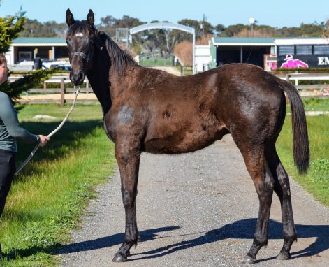 Wooded X Occultation Colt
